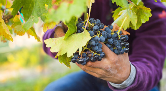 Yakima Valley Tasting Map